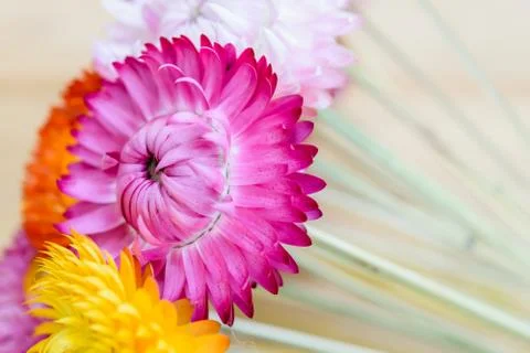 Strawflowers Stock Photos