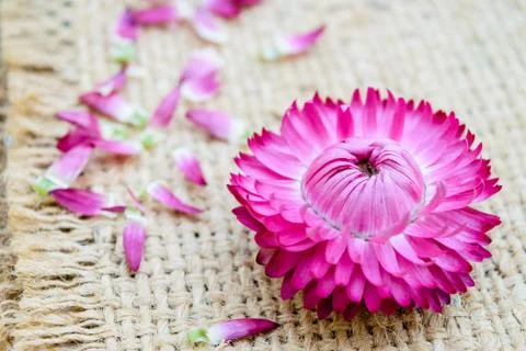 Strawflowers Stock Photos