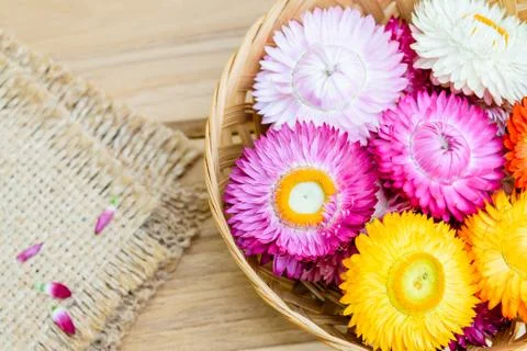 Strawflowers Stock Photos