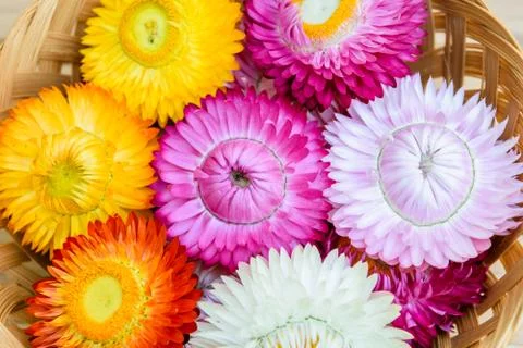 Strawflowers Stock Photos