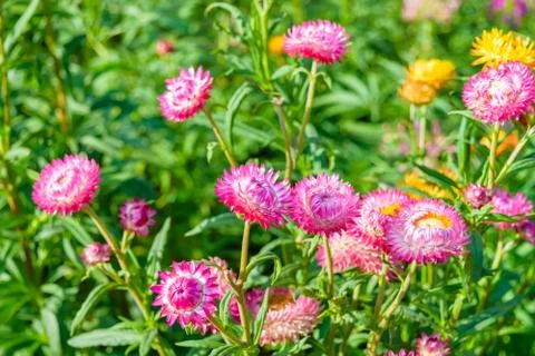 Strawflowers Stock Photos