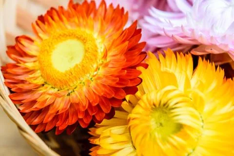 Strawflowers Stock Photos