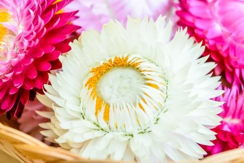 Strawflowers Stock Photos