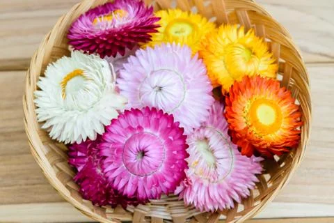 Strawflowers Stock Photos