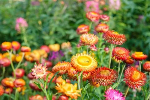 Strawflowers Stock Photos