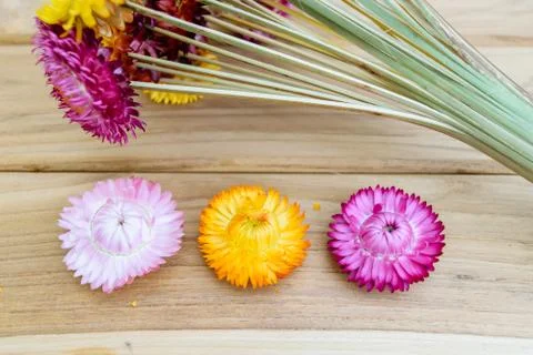 Strawflowers Stock Photos