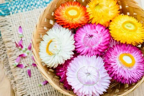 Strawflowers Foto stock