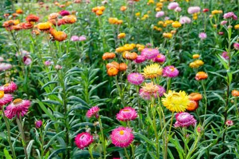 Strawflowers Stock Photos