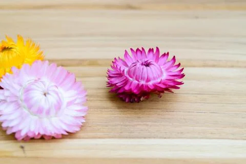 Strawflowers Stock Photos