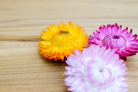 Strawflowers Foto stock