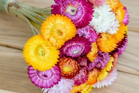 Strawflowers Stock Photos