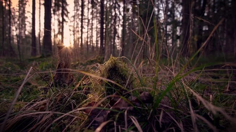 Straws and stumps in a forest Stock Footage 108863454