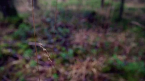 Straws in a forest Stock Footage 108863054