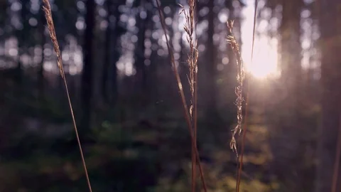 Straws in a forest Stock Footage 108863890