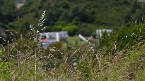 Straws move with the wind with a forest and houses in the background Stock Footage 264945492