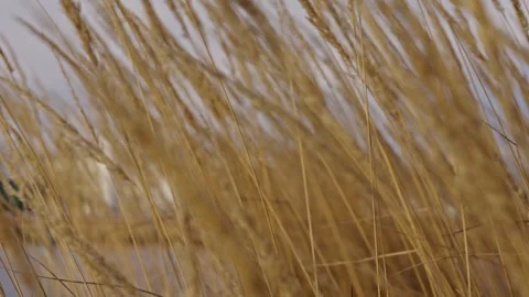 Straws moves in the wind with a harbour in the background. Version 1. Vidéo 293072804