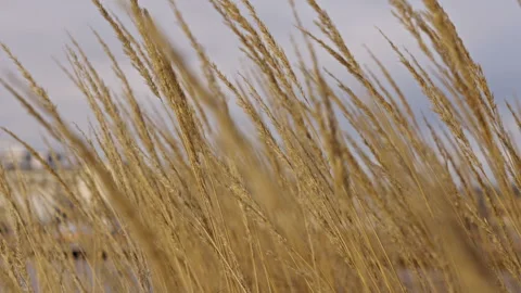 Straws moves in the wind with a harbour in the background. Version 2 Stock Footage 293072887