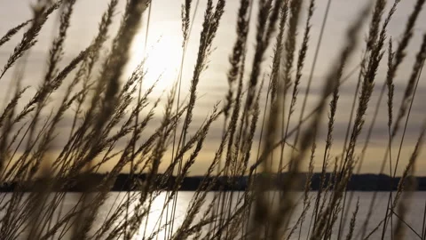 Straws slowly moving in the wind during sunset. Version 1 Stock Footage 293070988