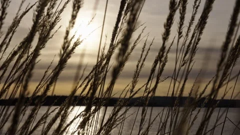 Straws slowly moving in the wind during sunset. Version 2 Vídeo Stock 293071188