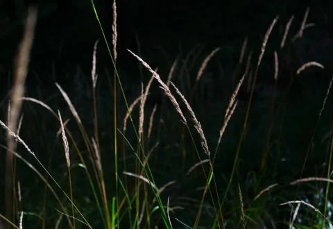 Straws of wild grass. Stock Photos