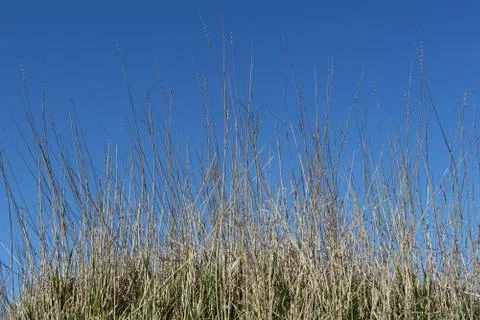 Straws1 Stock Photos