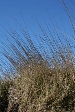 Straws2 Stock Photos