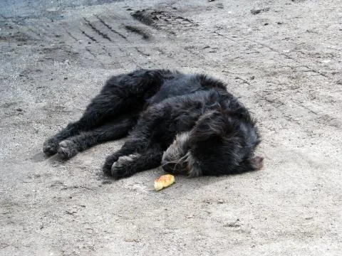 Stray abused dog Stock Photos