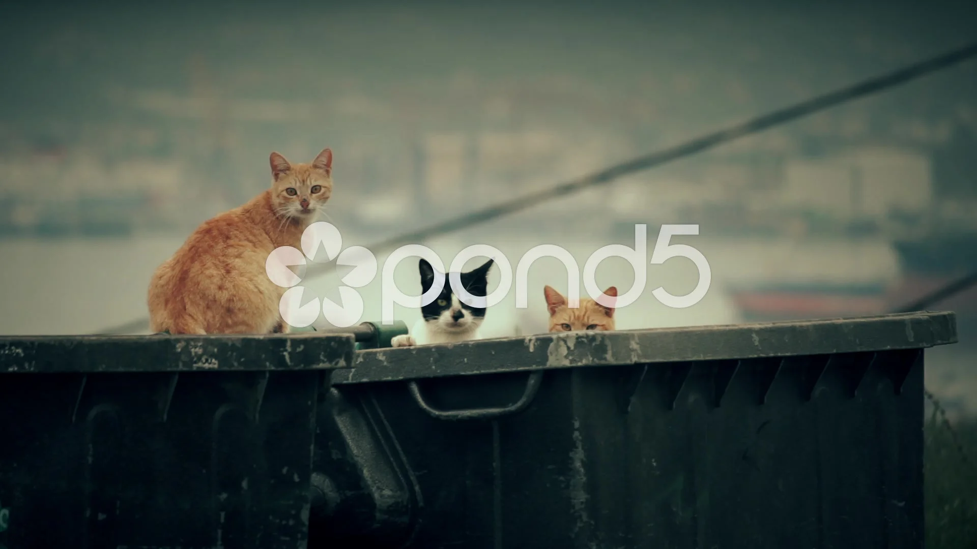 Stray alley cats on a garbage bin in Stock Video Pond5