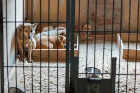 Stray animals in a cage Stock Photos
