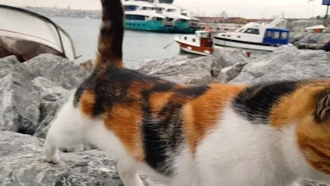 Stray Animals: Pets Without a Home. Homeless pets on the street. Homeless Stockbeeldmateriaal 331244214
