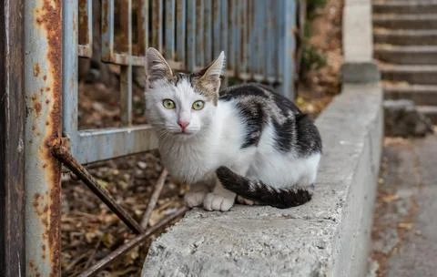 Stray beautiful mottled two-colored cat with green eyes sits on the stone par Stock Photos