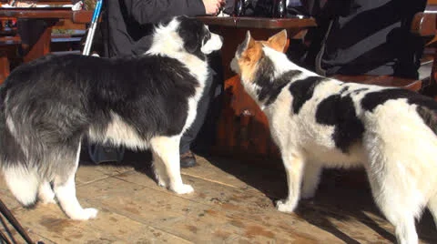 Stray, Beggar Hungry Dogs Asking for Food near People Tables, Orphan Pets Stock Footage