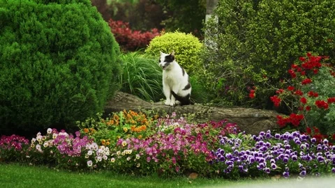 A Stray Bicolor Cat resting on a log surrounded by flowers Stock Footage 332728530