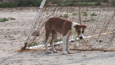 Stray bicolored dog looking around and sniffing Stock Footage 149596299