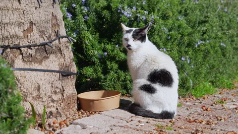 Stray black and white cat sitting beside an empty food bowl near a rosemary.. Stock Footage 346799512