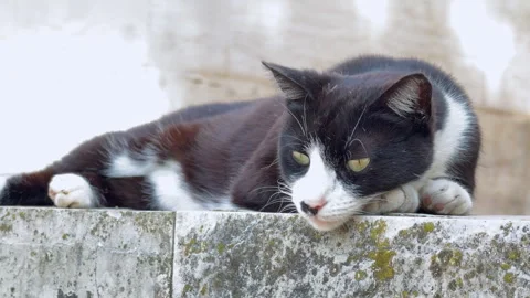 Stray black and white cat resting on a mossy stone ledge with eyes slowly c.. Stock Footage 346799669