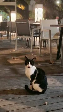 Stray Black and White Cat Sitting on Wooden Deck of Outdoor Restaurant at Night 스톡 사진