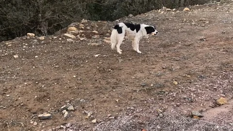 Stray Black and White Dog Catching Bread on Rocky Ground in a Dry Natural Stock Footage 345654959