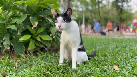A stray black and white tabby cat licks itself and looks at things curiously. Stock Footage 275680382