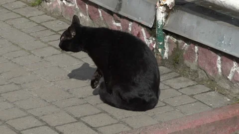 Stray black cat Stock Footage 130811358