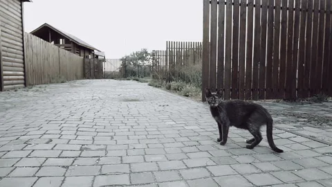 Stray black cat looking at the camera and run away. Slow motion. Video stock 92742151