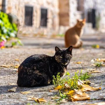 Stray black cat looking at camera on the street of an old Spanish village. Stock Photos