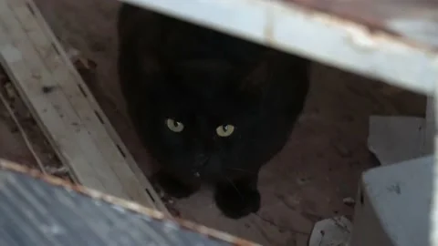 Stray black cat meowing Stock Footage 158880451