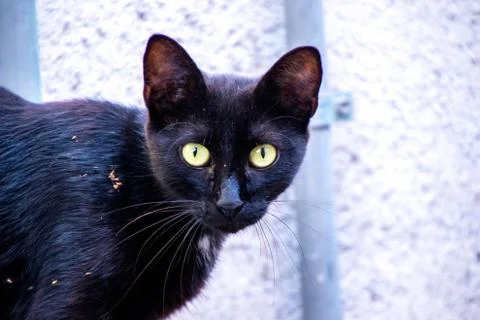 Stray Black Cat Stock Photos