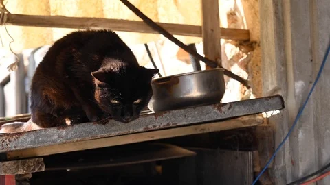 Stray black cat in a slum Stock Footage 126604118