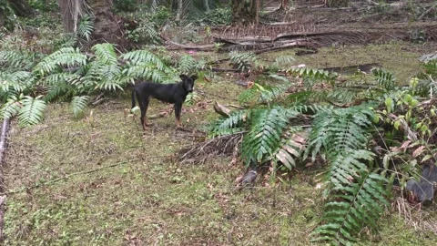 Stray black dog  Video stock 157200766