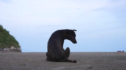 Stray black dog scratching itself on sandy beach with soft evening light and Stock Footage 314301954
