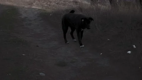 A stray black dog is walking through the forest. A sad stray dog with a sad look Stock Footage 228652062