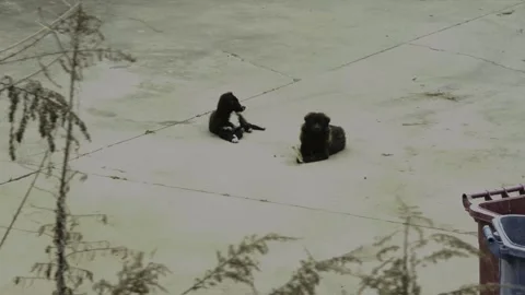 Stray Black Dogs lying down on the pavement Stock Footage 333194378