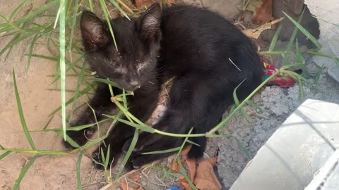 Stray black kitten with conjunctivitis, Samarkand, Uzbekistan Stock Footage 341703624